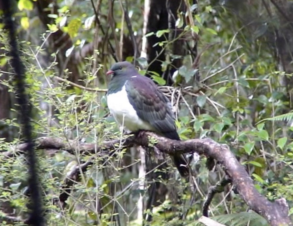 New Zealand Pigeon - ML617703900