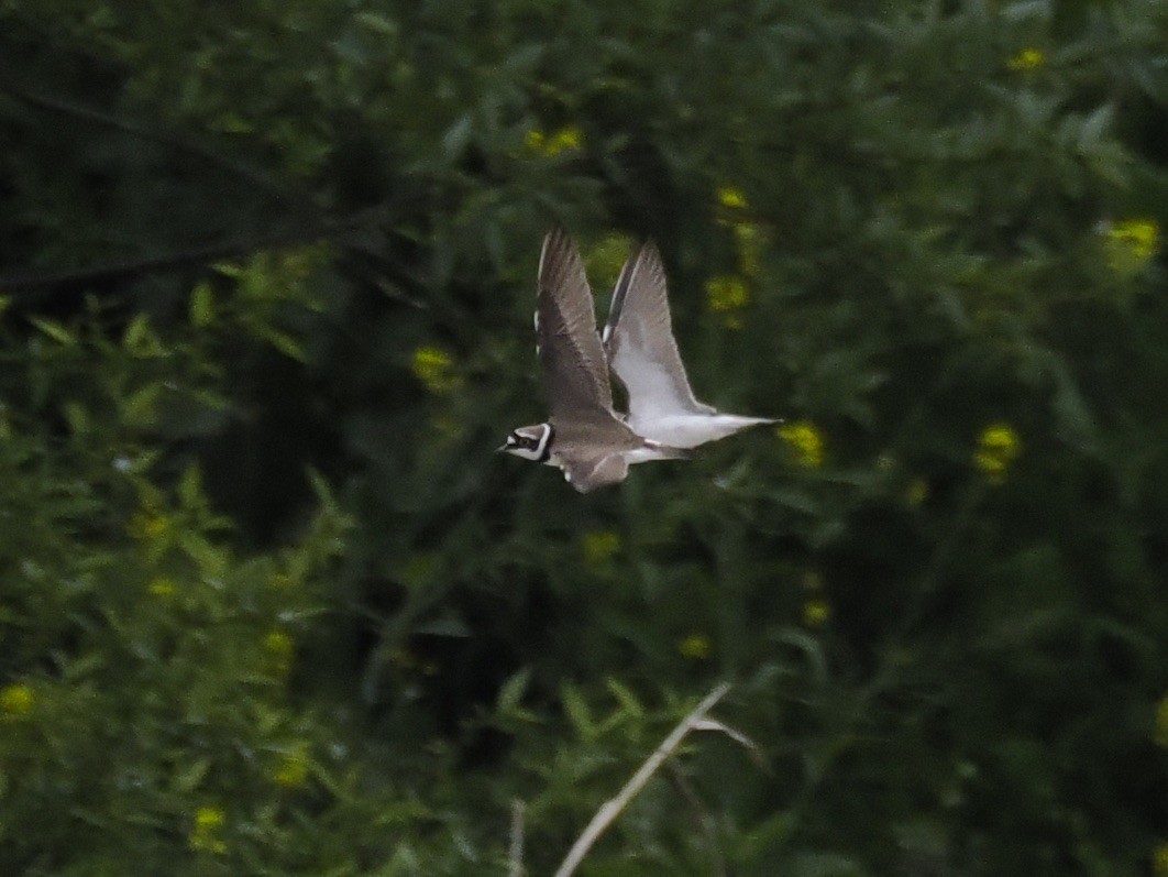 小環頸鴴 - ML617703907