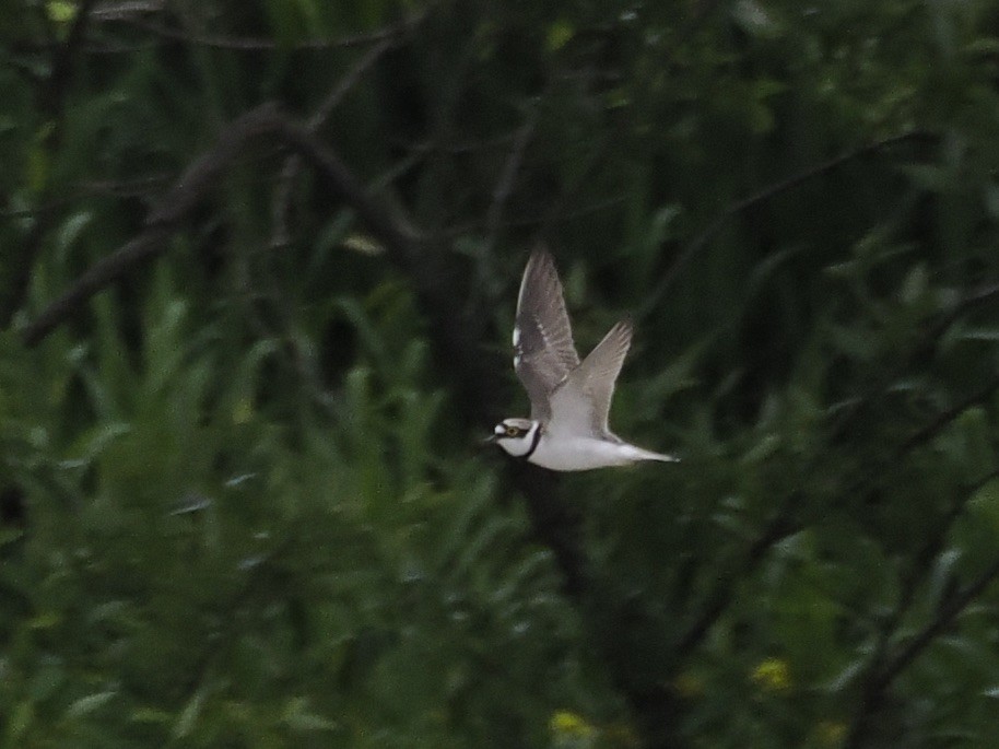 小環頸鴴 - ML617703908