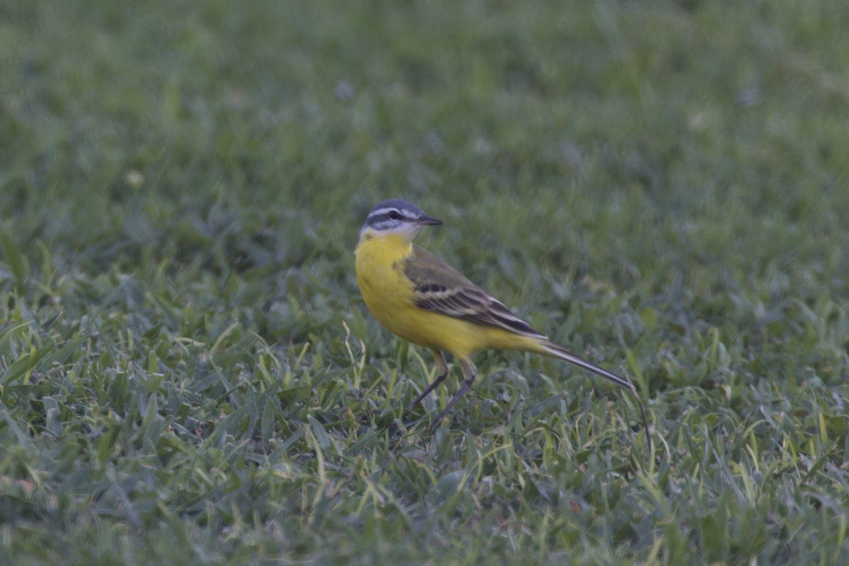 Western Yellow Wagtail (beema) - Ted Burkett