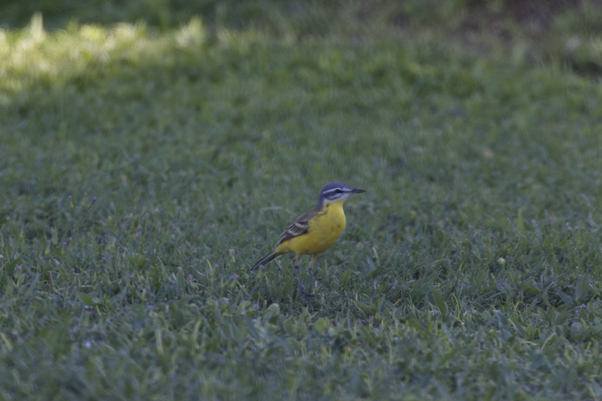 Western Yellow Wagtail (beema) - ML617703930