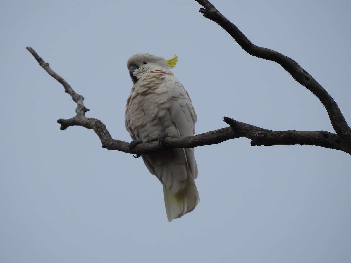 Sulphur-crested Cockatoo - ML617703938