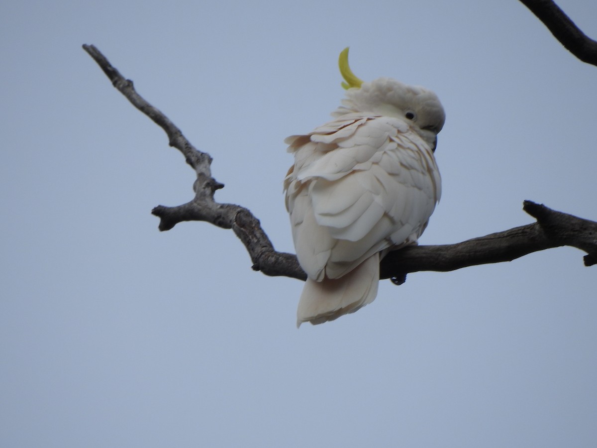 Sulphur-crested Cockatoo - ML617703940