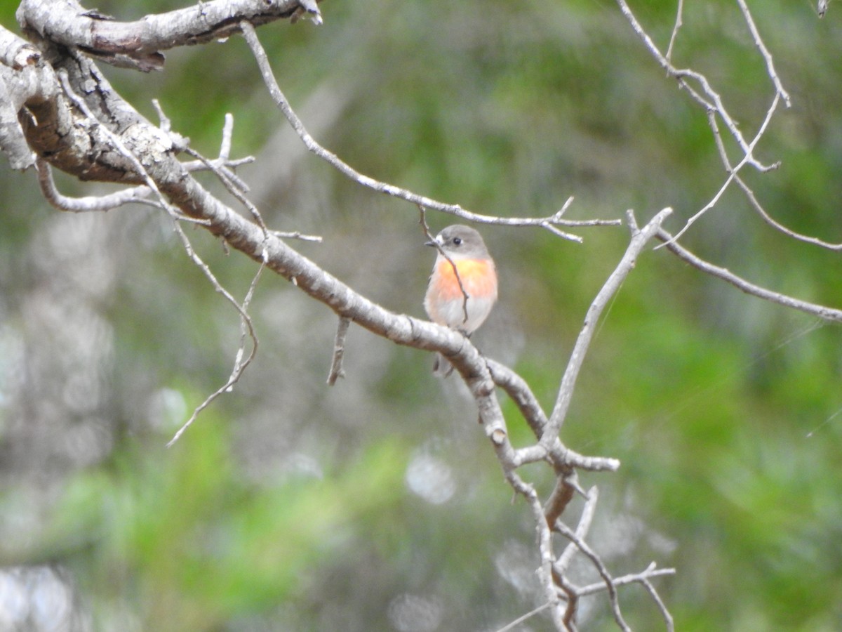 Scarlet Robin - Kerry Vickers