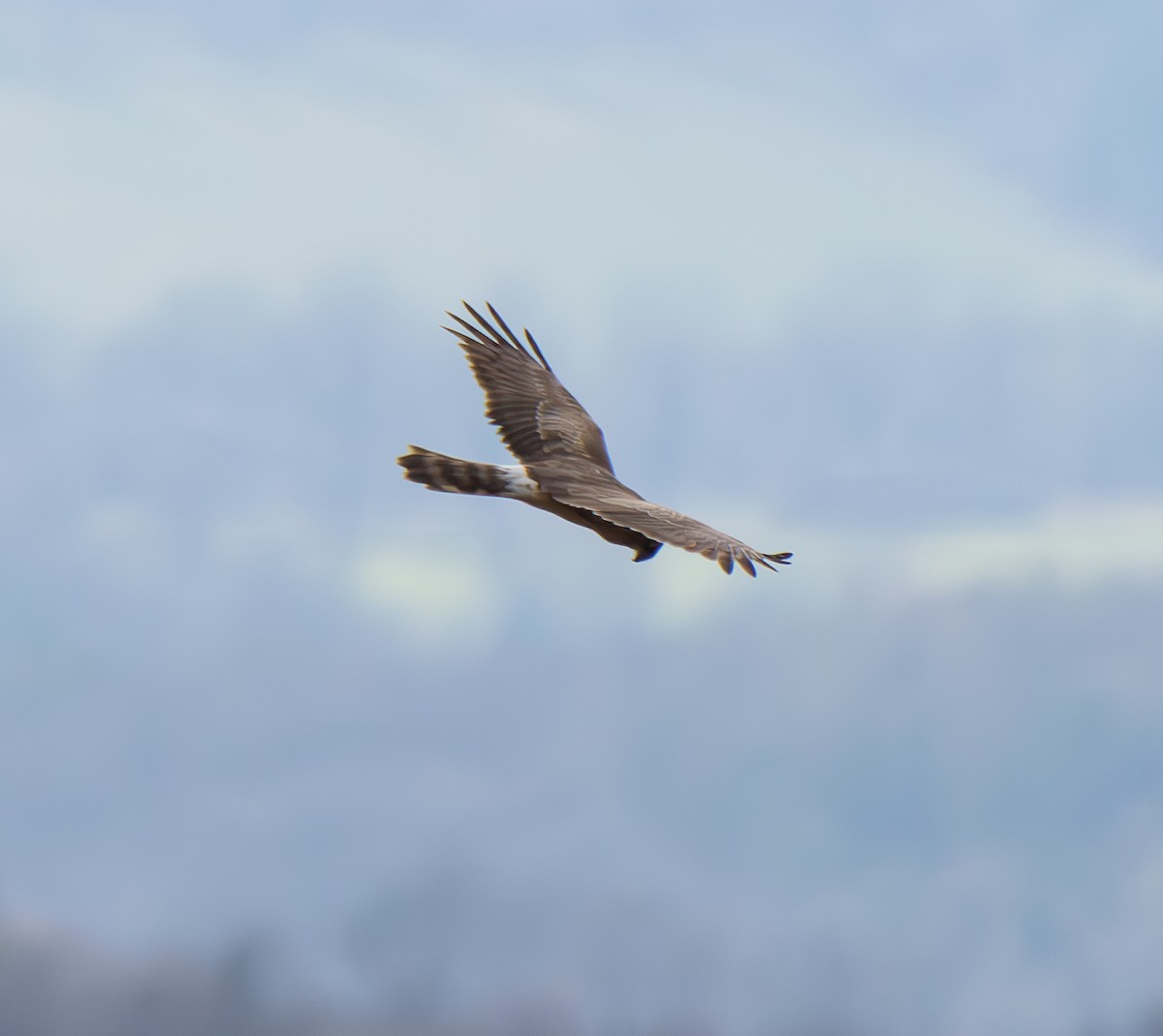 Hen Harrier - Paulina Leśniak