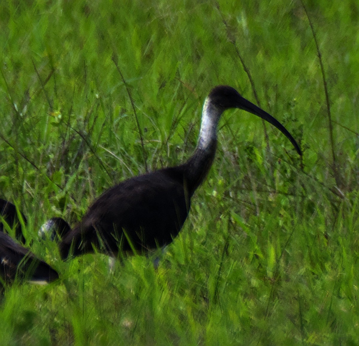 Straw-necked Ibis - ML617703972