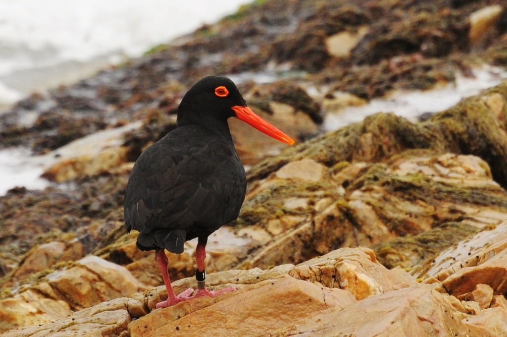 African Oystercatcher - ML617703973