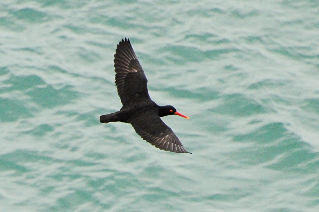 African Oystercatcher - ML617703974