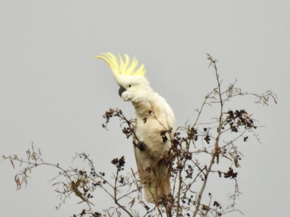 Sulphur-crested Cockatoo - Jerry Hampton