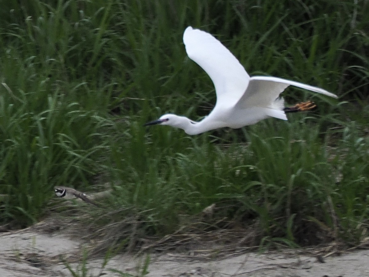 小白鷺 - ML617703996