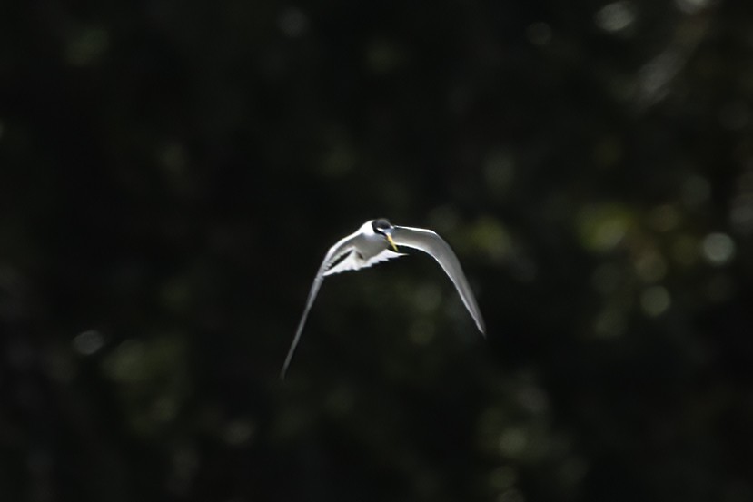 Least Tern - ML617704032