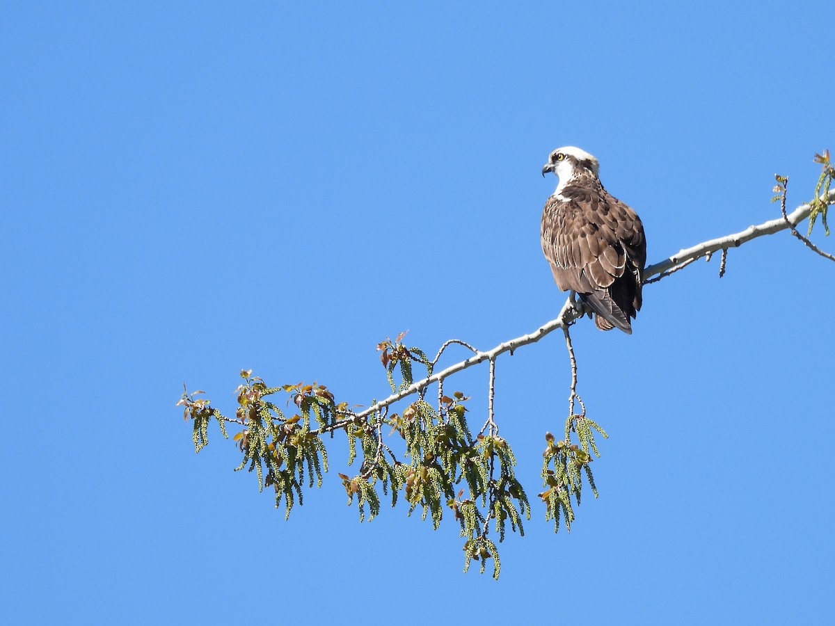 Osprey - ML617704177