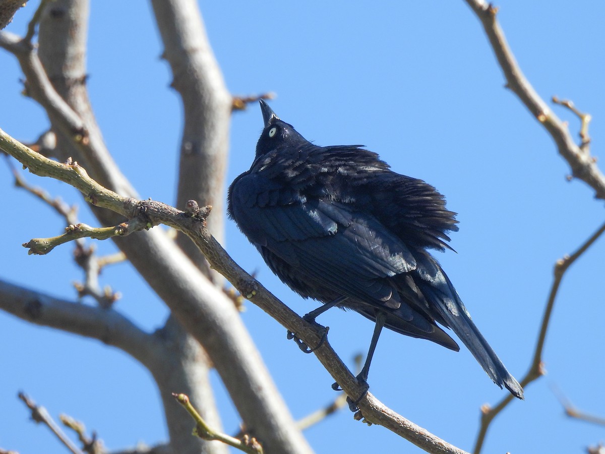 Brewer's Blackbird - ML617704179