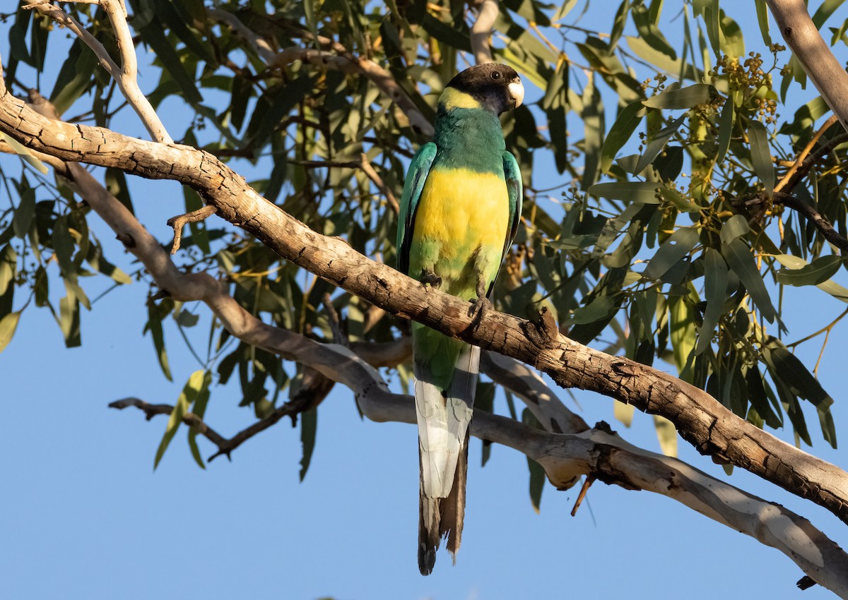 Australian Ringneck - ML617704180