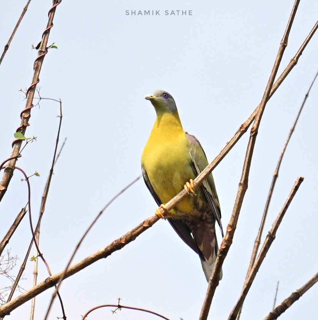 Yellow-footed Green-Pigeon - ML617704201