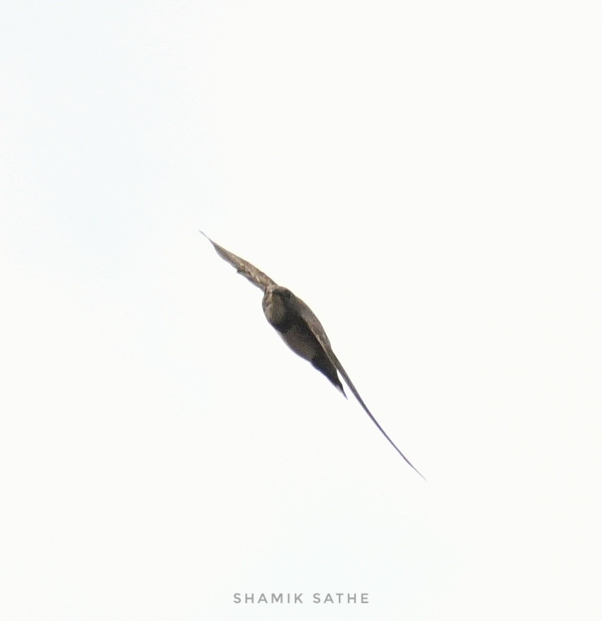 Alpine Swift - Shamik Sathe