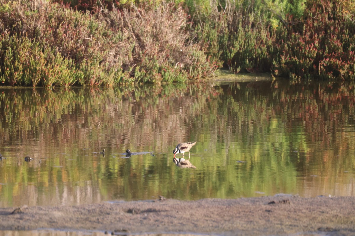 Black-fronted Dotterel - GEOFFREY SHINKFIELD