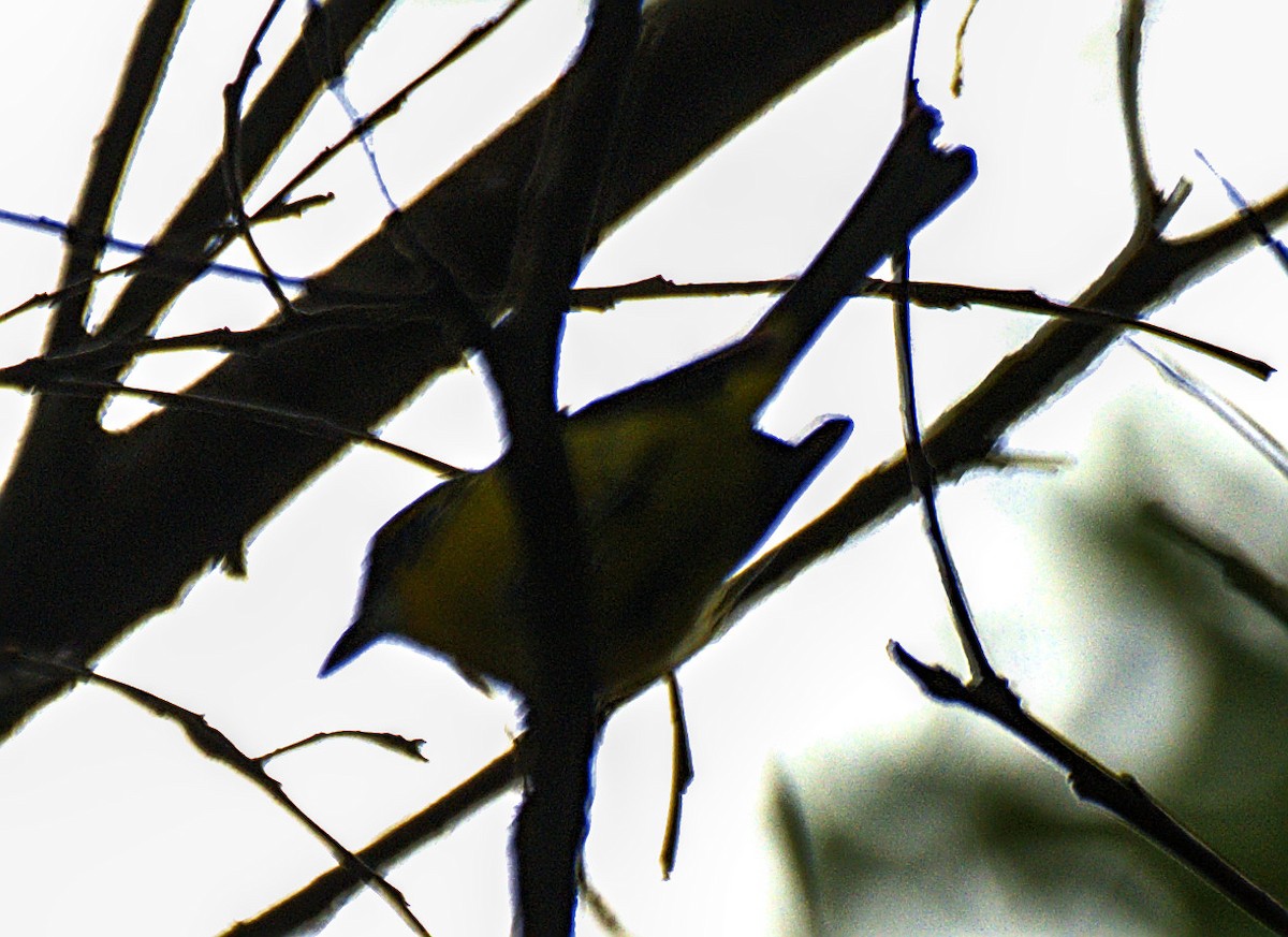 Yellow-breasted Boatbill - ML617704223