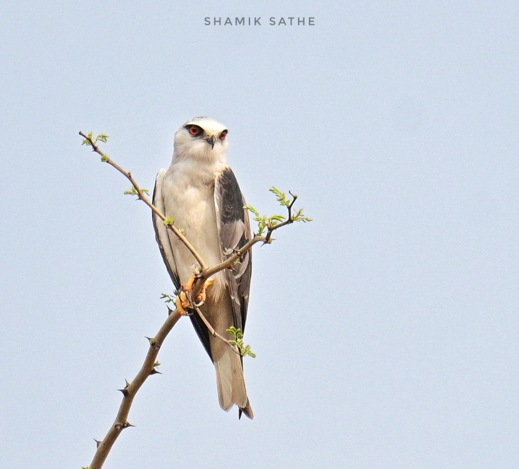 Black-winged Kite - ML617704228