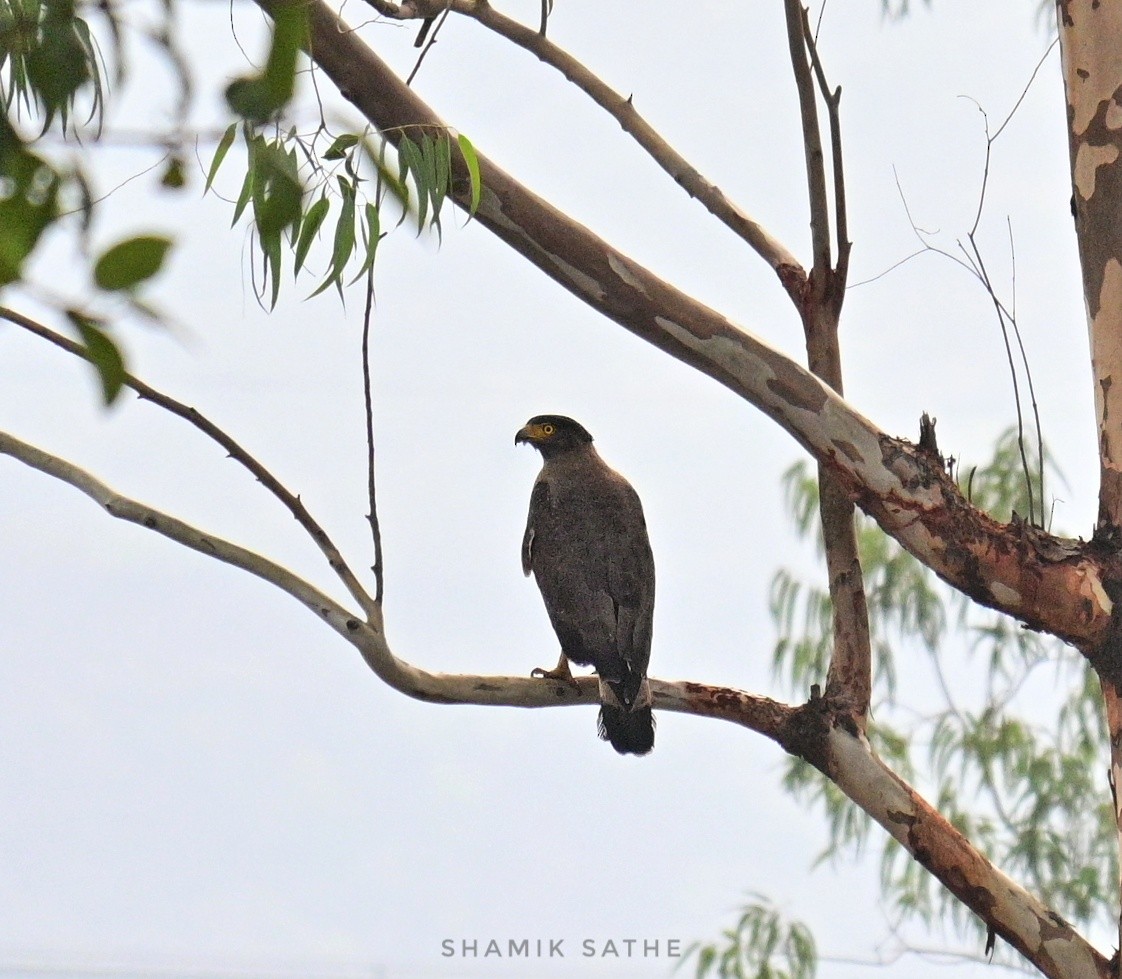 Crested Serpent-Eagle - ML617704229