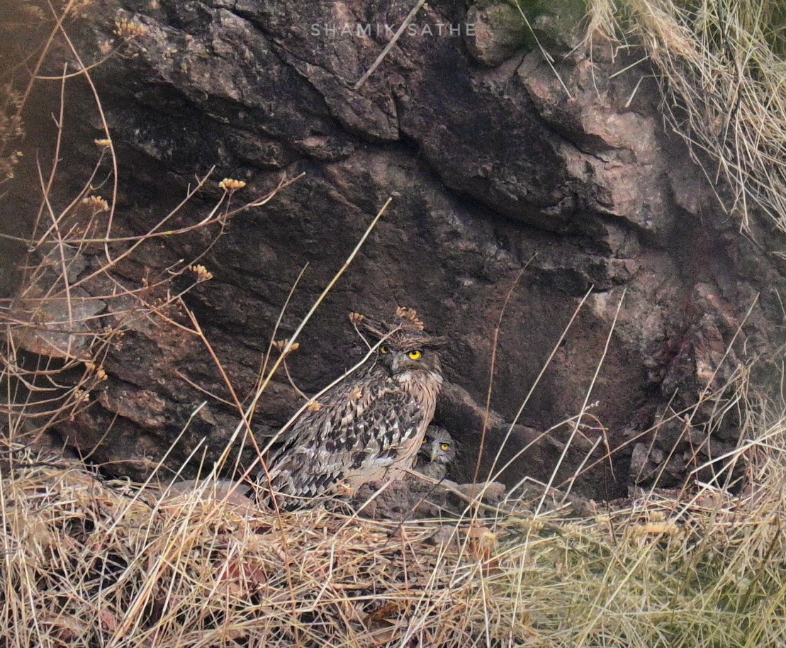 Brown Fish-Owl - ML617704230