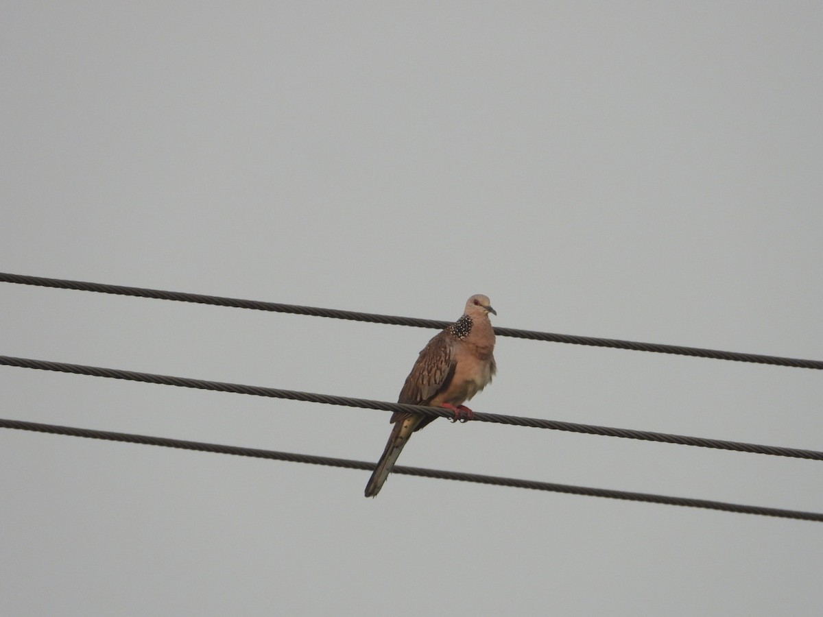 Spotted Dove - ML617704232