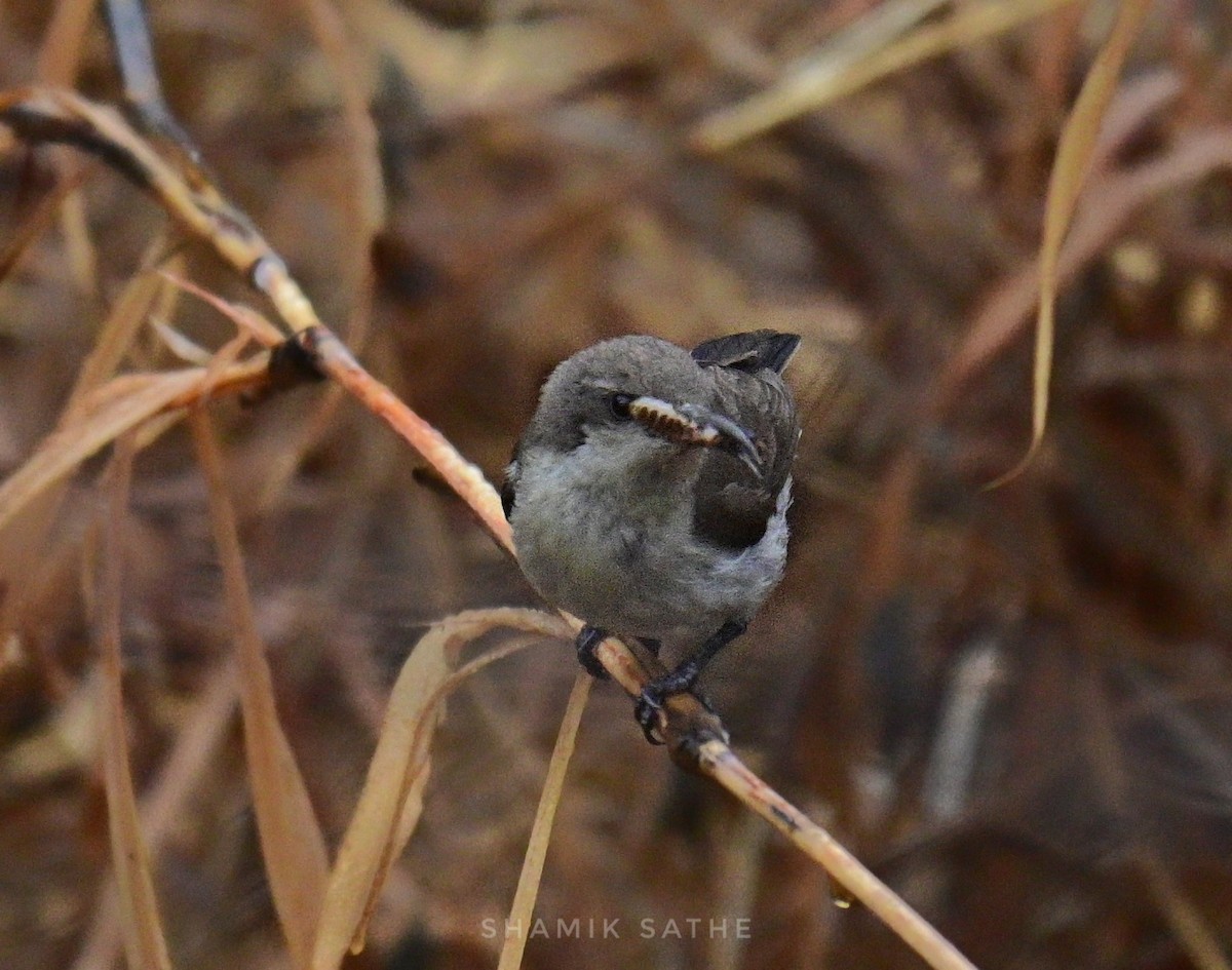 Purple Sunbird - ML617704237