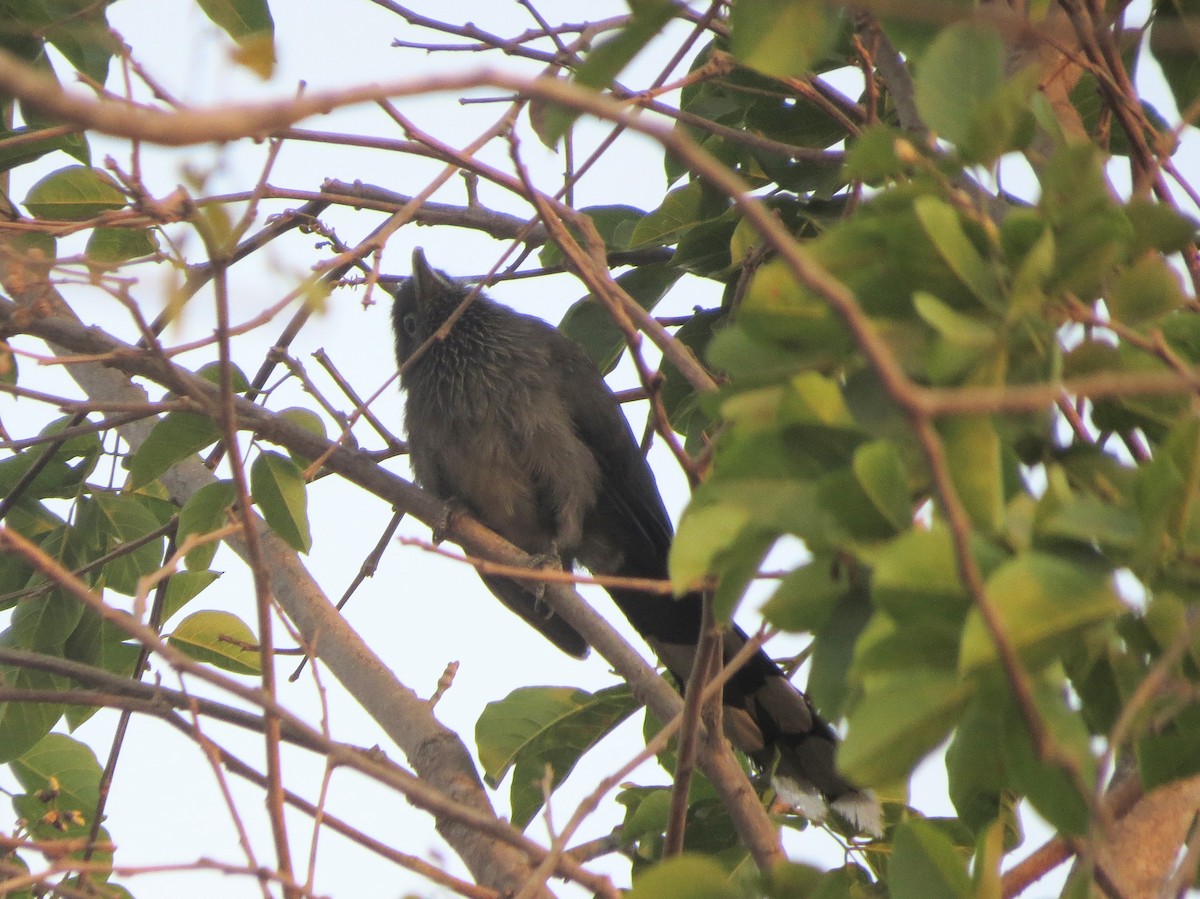 Blue-faced Malkoha - ML617704249