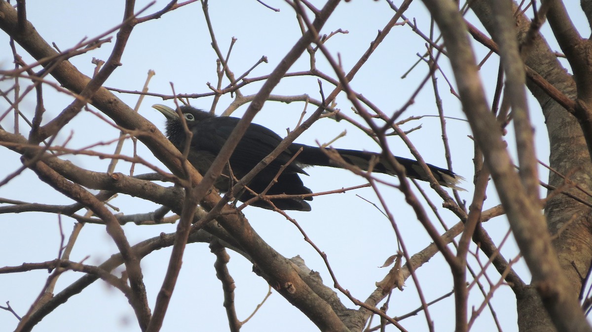 Blue-faced Malkoha - ML617704250