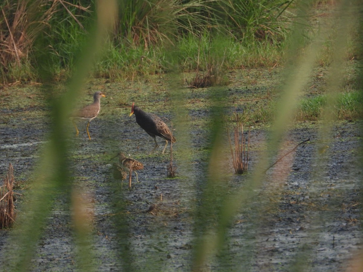 Watercock - ML617704304