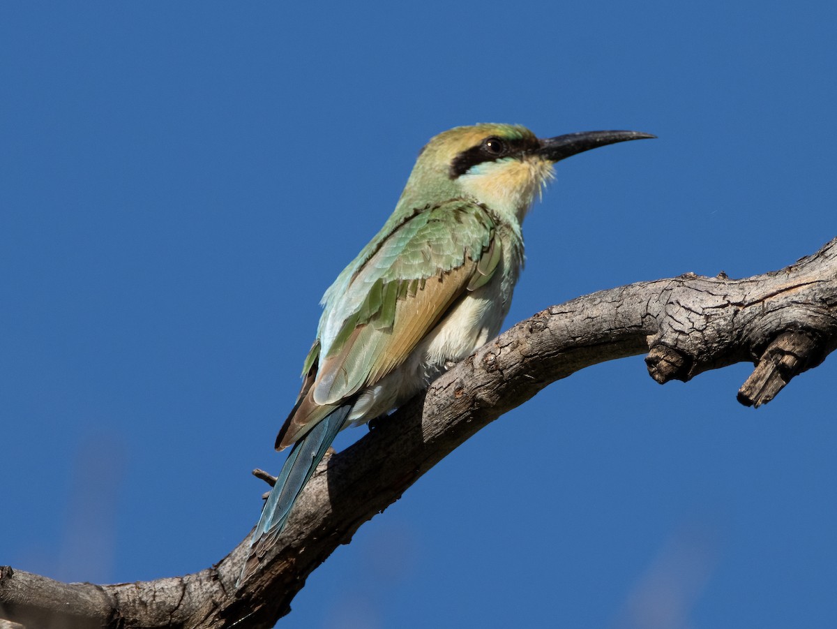 Rainbow Bee-eater - Mitch Rose
