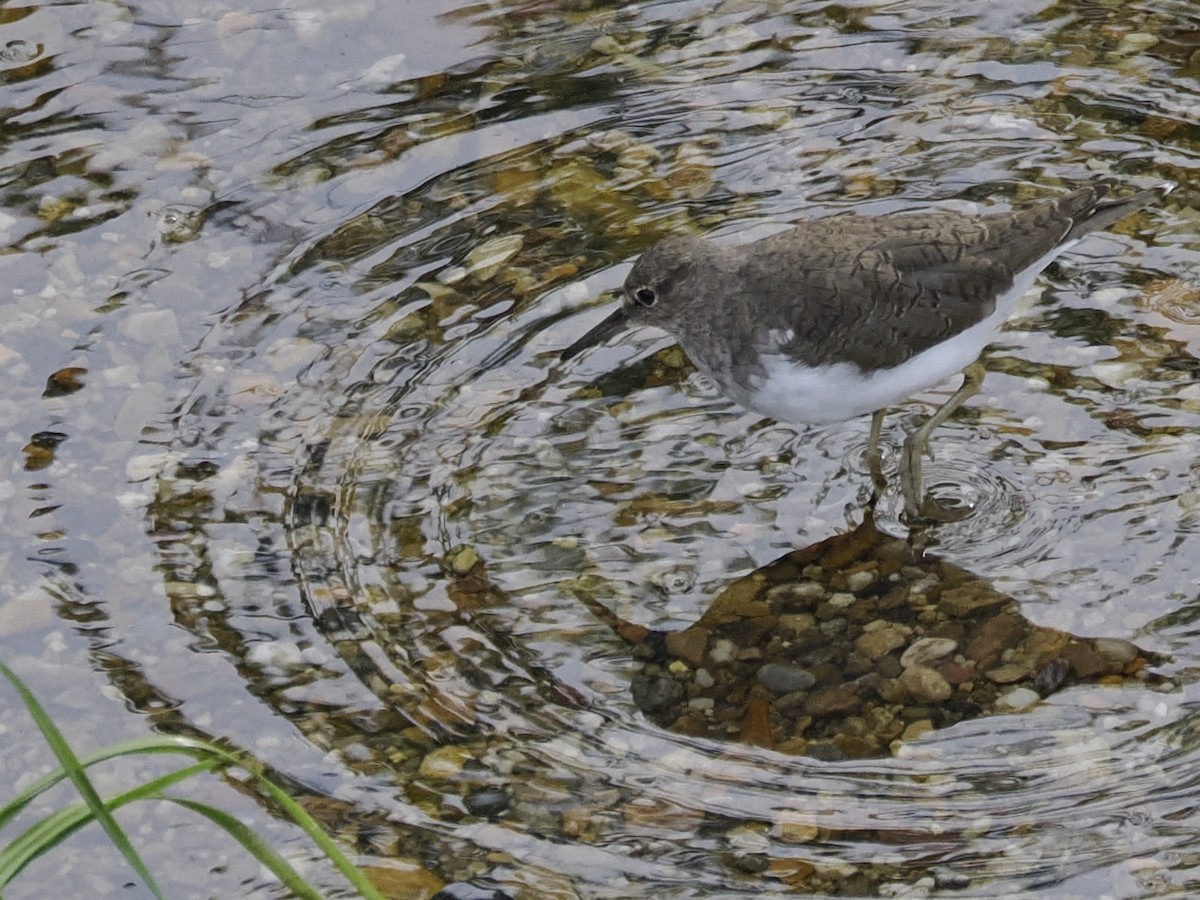 磯鷸 - ML617704323