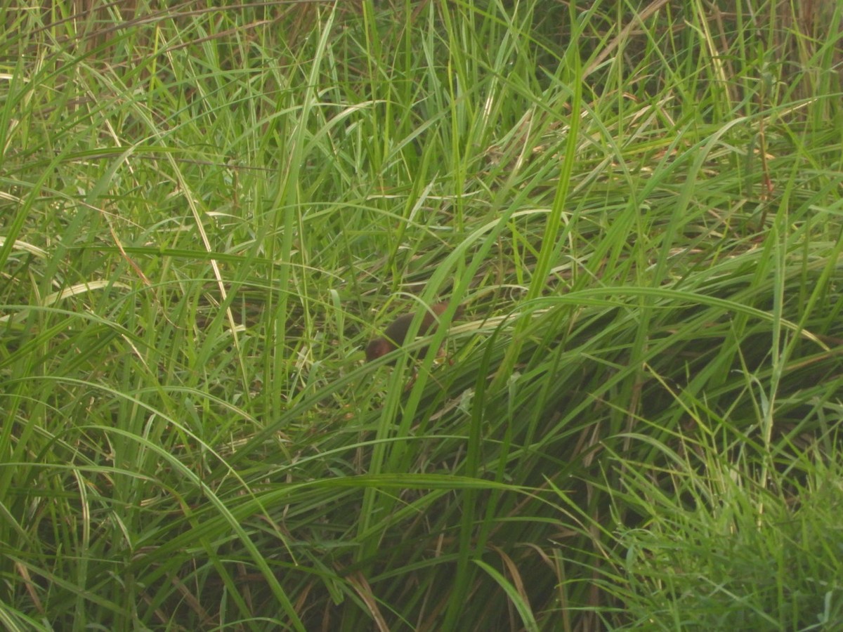 Ruddy-breasted Crake - ML617704326