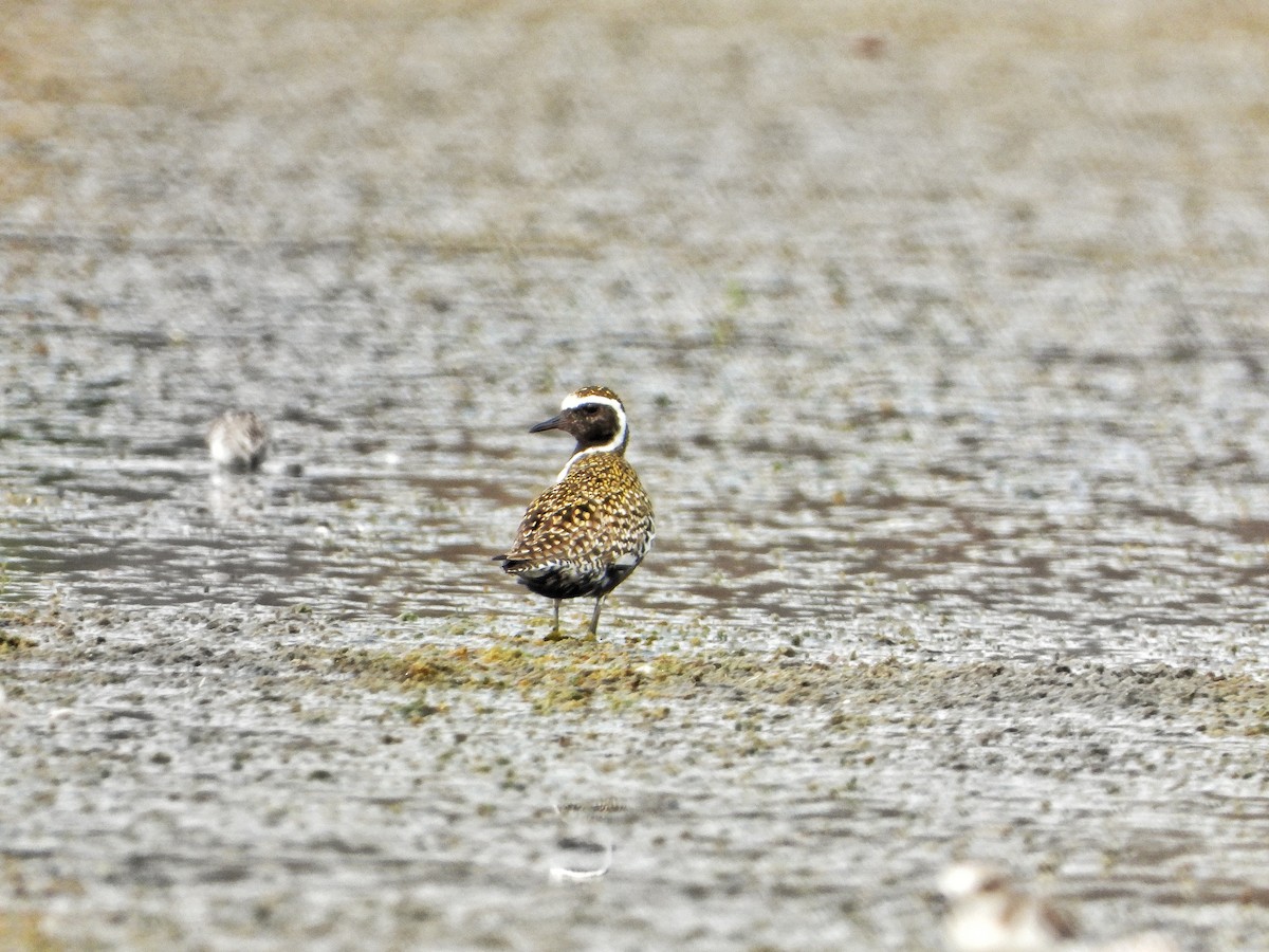 Pacific Golden-Plover - ML617704361