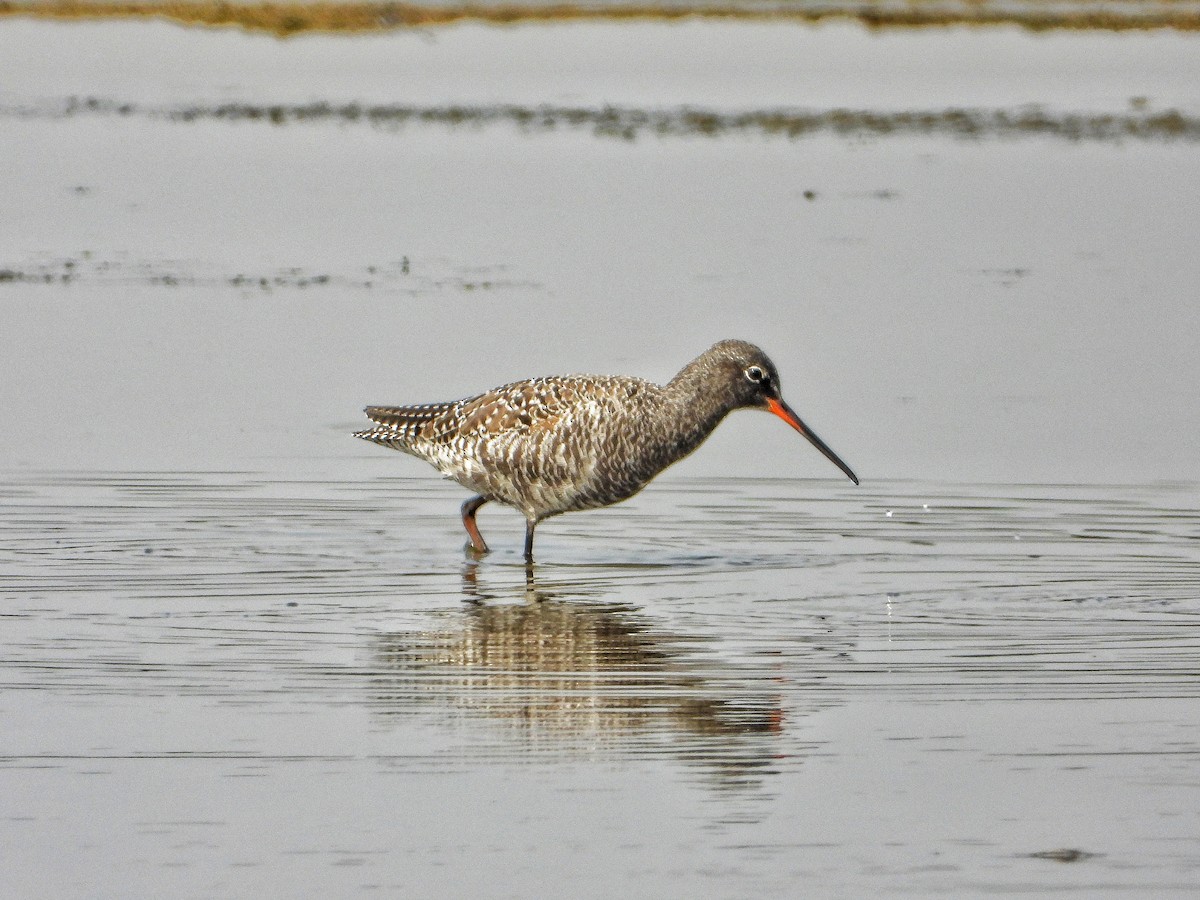 Spotted Redshank - ML617704373