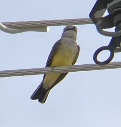 Western Kingbird - ML617704377