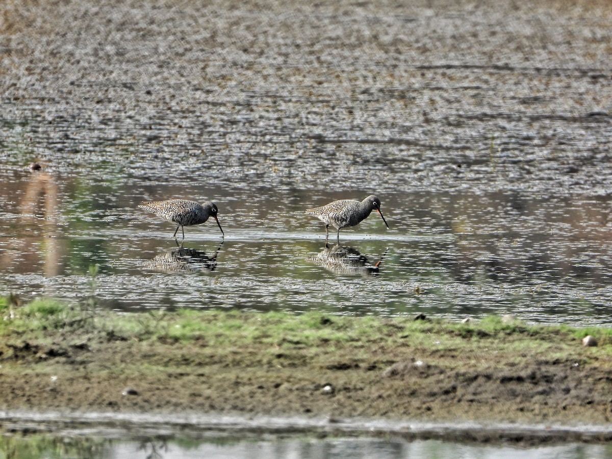 Spotted Redshank - ML617704378