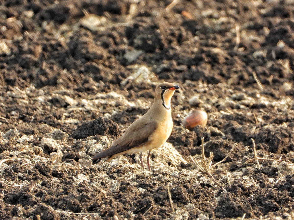 Oriental Pratincole - ML617704392