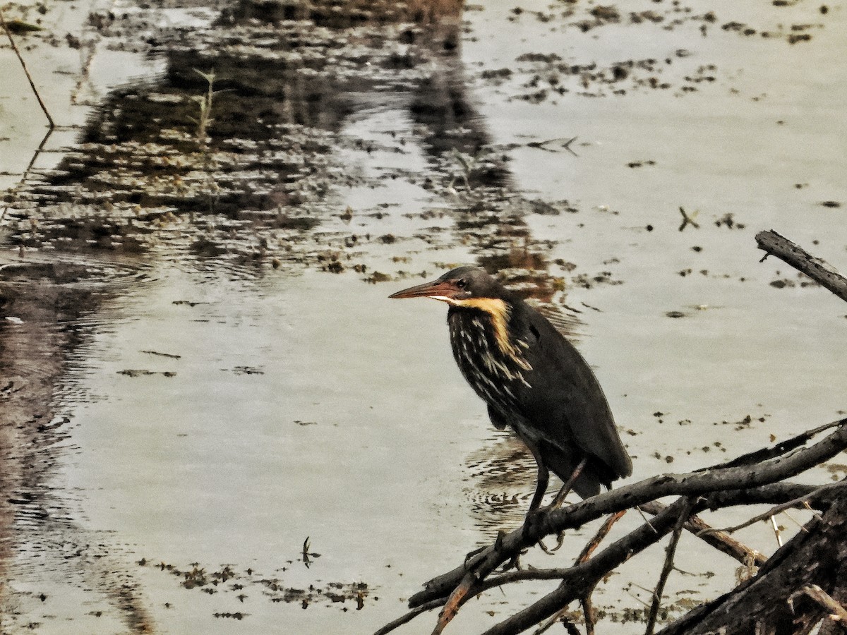 Black Bittern - ML617704409