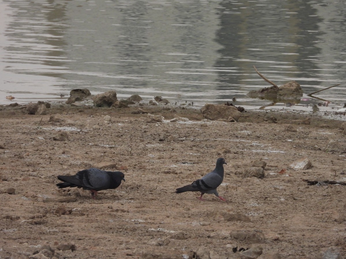 Rock Pigeon (Feral Pigeon) - ML617704446