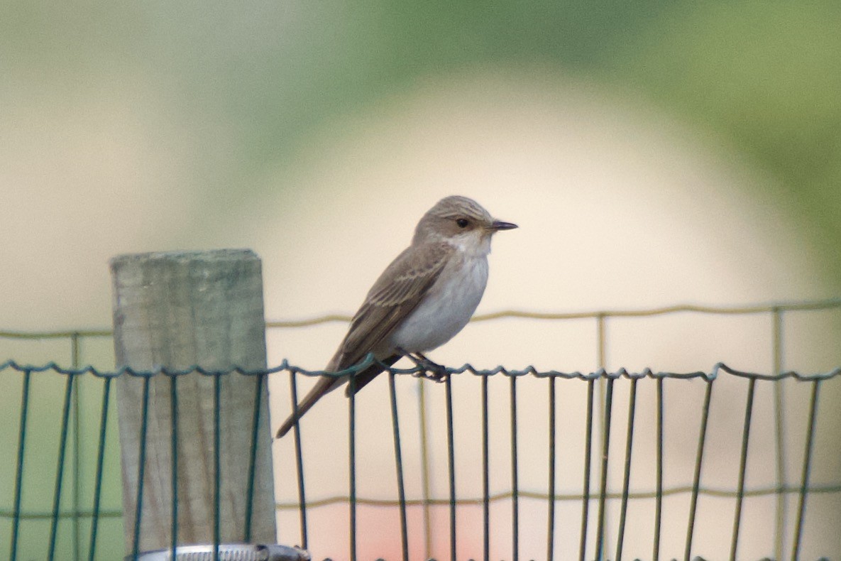 Spotted Flycatcher - Carlos Nos