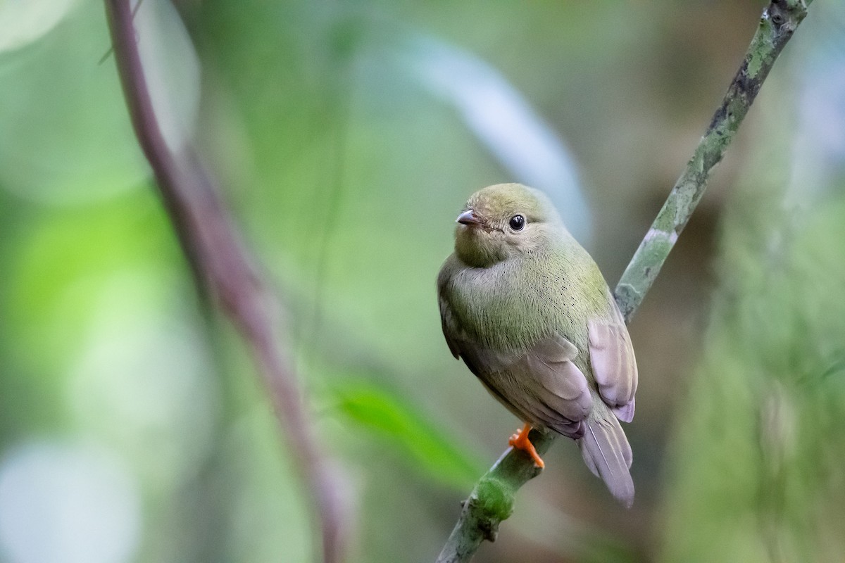 Long-tailed Manakin - ML617704464