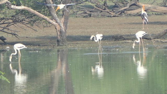 Flamant rose - ML617704502