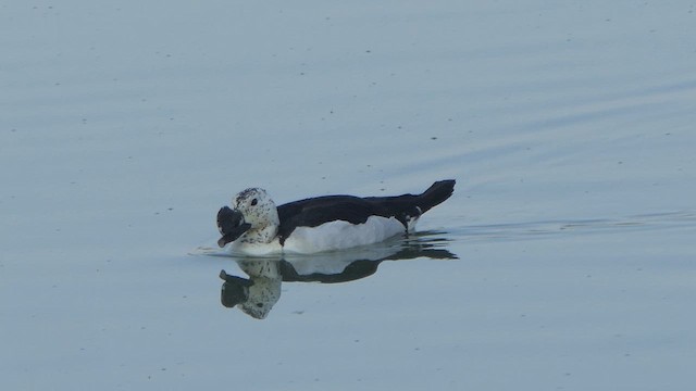 Knob-billed Duck - ML617704553