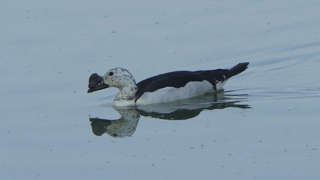 Canard à bosse - ML617704562