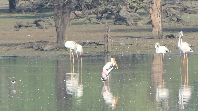 Greater Flamingo - ML617704573