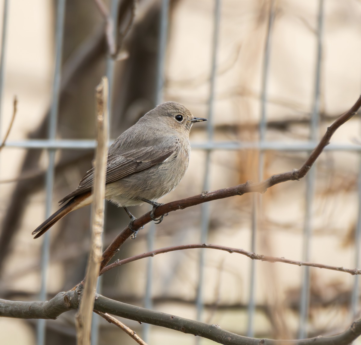 Common/Black Redstart - Paulina Leśniak