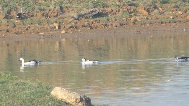 Knob-billed Duck - ML617704579