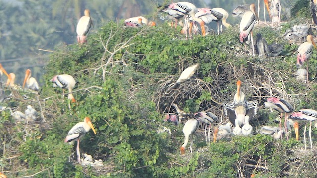 Painted Stork - ML617704583