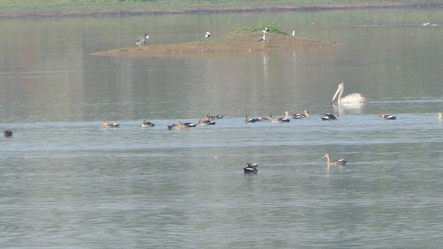 Indian Spot-billed Duck - ML617704606